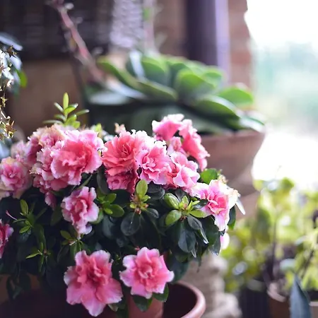 Country house Dolce Casetta Faenza