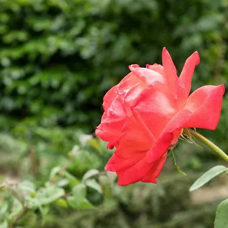 Dolce Casetta * Faença