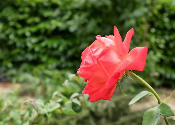 Dolce Casetta * Faenza